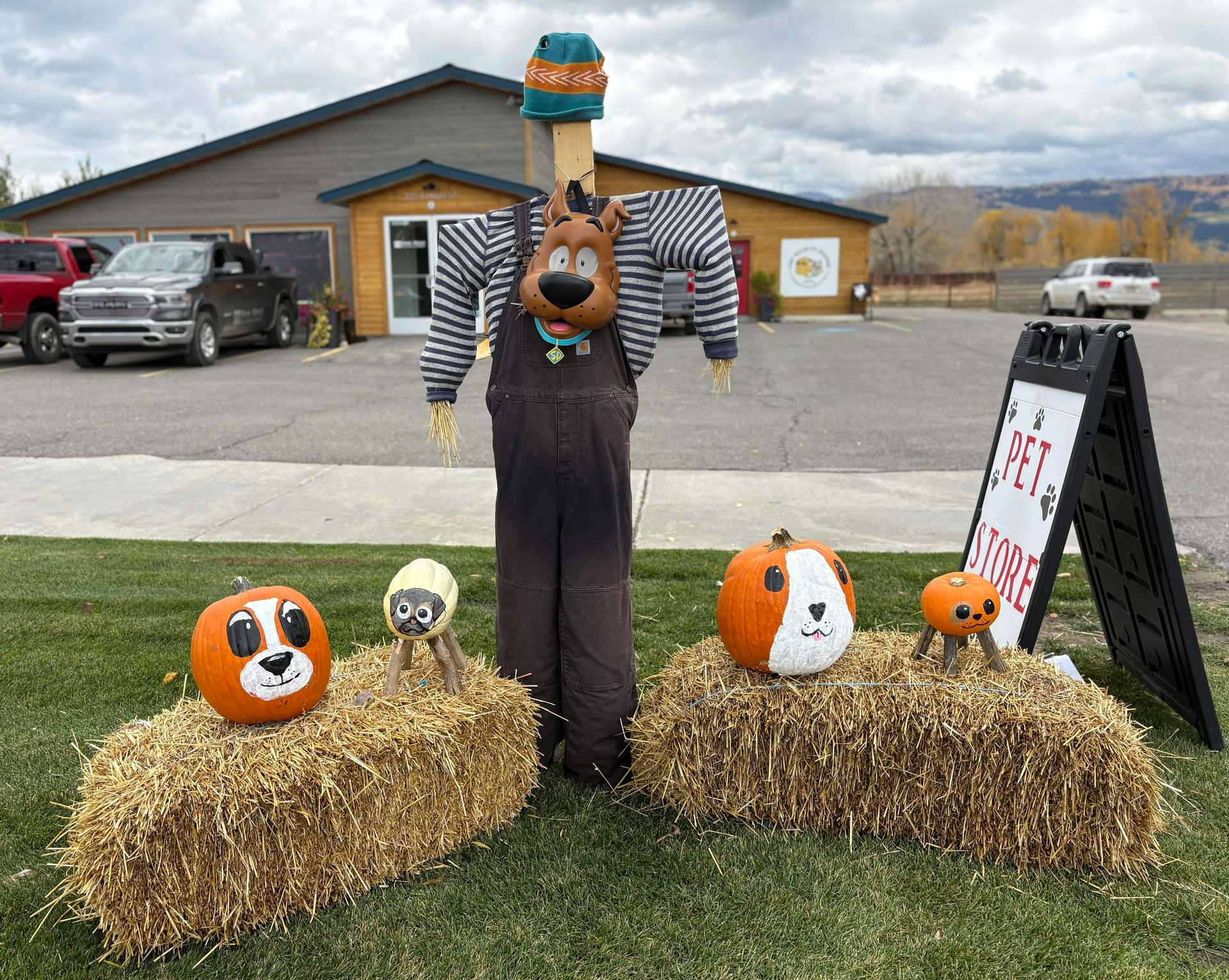 Pumpkin Puppies